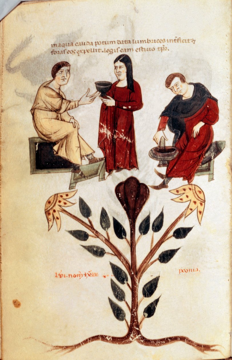 الطب: تحضير جرعة عشبية (الفاوانيا). صورة مصغرة مأخوذة من "" Deiversis herbis "" لأبقراط الكبير أو أبقراط كوس (460-370 قبل الميلاد) الطبيب اليوناني بواسطة فنان غير معروف