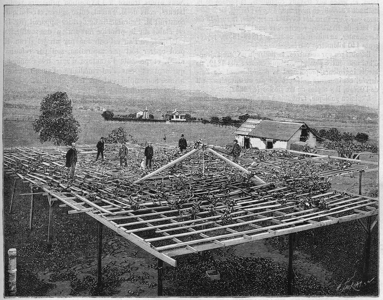 Montecito Vineyard في كاليفورنيا عام 1888. في "الطبيعة" من عام 1888. بواسطة فنان غير معروف
