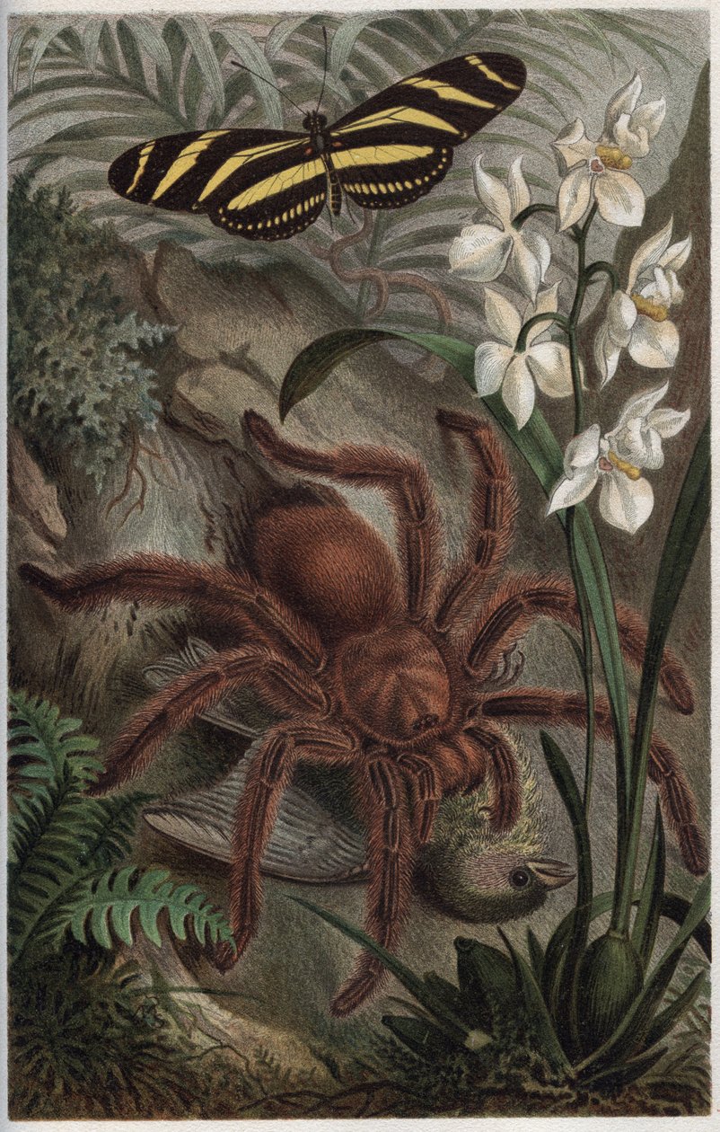 Mygalomorphae (Orthognatha) - نقش من "" Brehm's Life of Animals "لألفريد إدموند بريهم (1829-1884) بواسطة فنان غير معروف