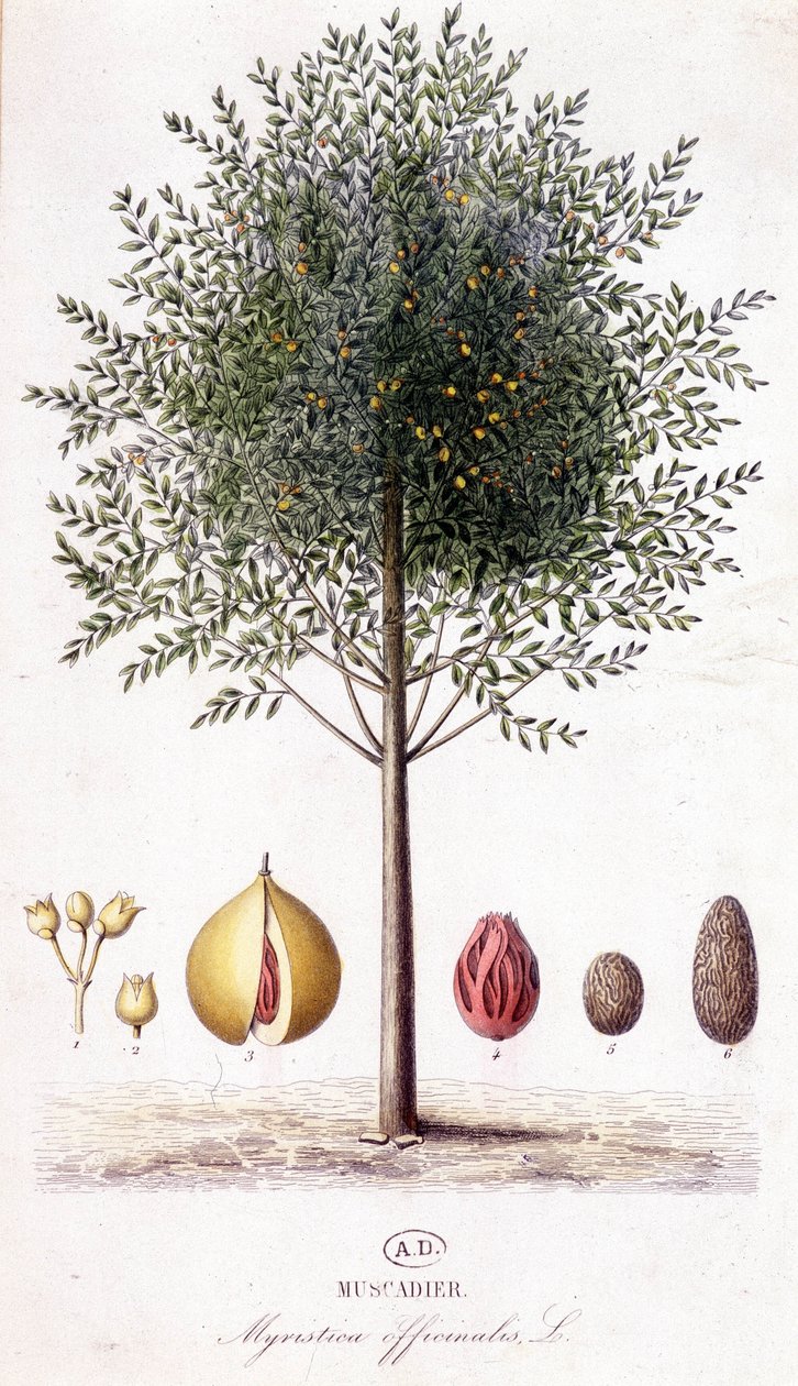 Myristica fragrans - Muscadier (Myristica officinalis). لوحة نباتية بواسطة فنان غير معروف