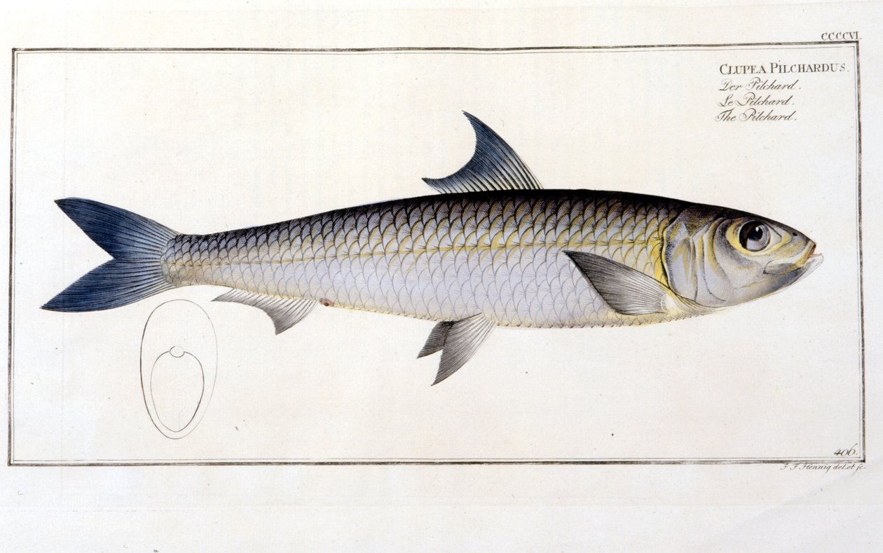 لوحة التاريخ الطبيعي: The Pilchard بعد "Ichtiology" لبلوخ. نقش القرن التاسع عشر. بواسطة فنان غير معروف