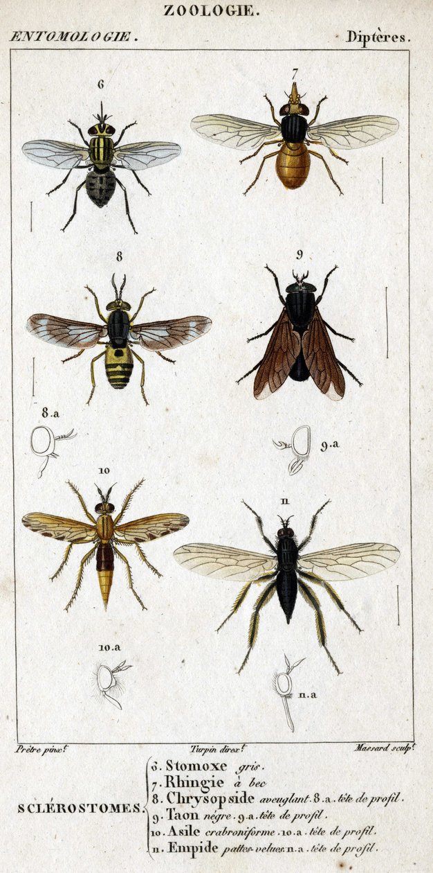 مجلس التاريخ الطبيعي. علم الحشرات. عائلة Dipteres. Sclerostomes: 6. stomox الرمادي. 7. منقار رينجيا. 8. التعمية خريسوبسيد. 8 أ. رئيس الملف الشخصي 9. تون نيجري ؛ 9 أ. رئيس الملف الشخصي 10. اللجوء Crabroniforme. 10 أ. رئيس الملف الشخصي 11. يبطئ شعر الساقين.  بواسطة فنان غير معروف