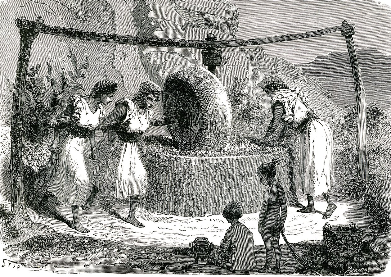 مطحنة الزيتون في الجزائر 1885 بواسطة فنان غير معروف