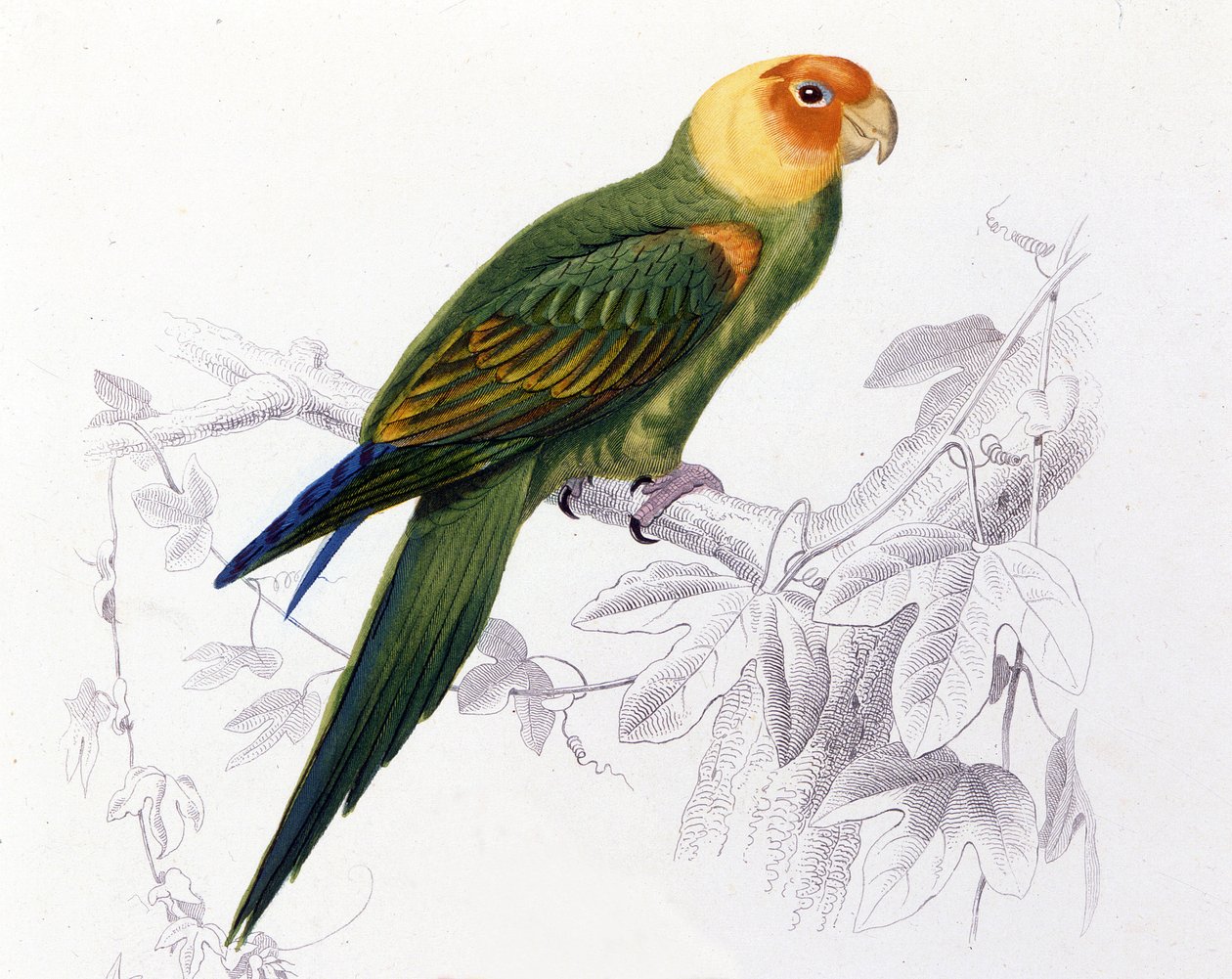 علم الطيور: ببغاء كارولينا. (Psittacus carolinensis) بواسطة فنان غير معروف
