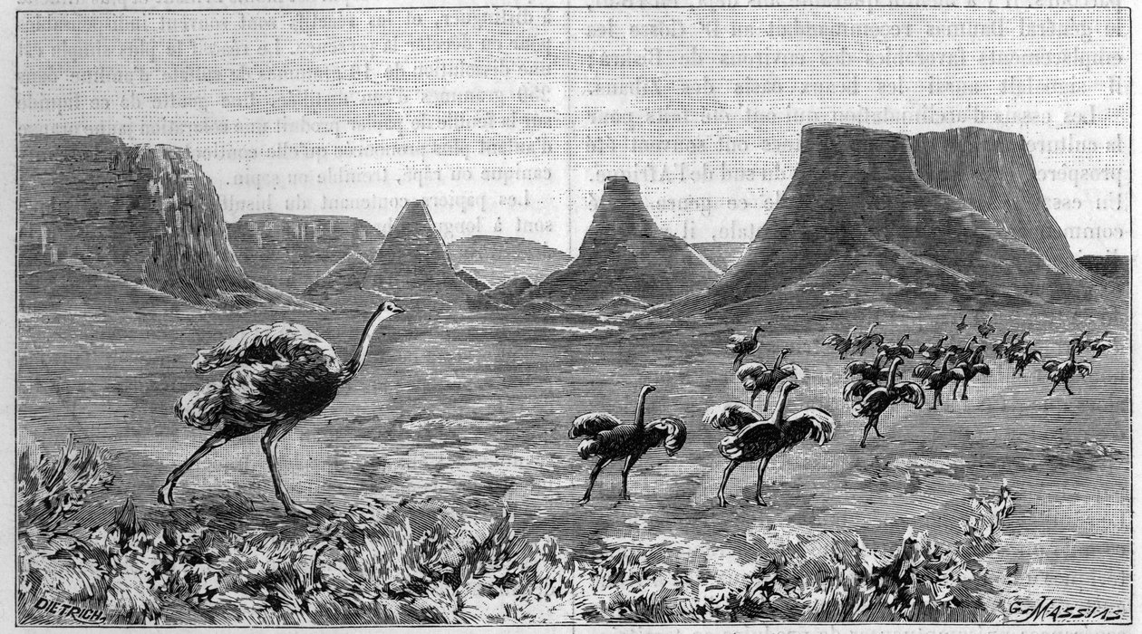 خالي من النعام في جنوب إفريقيا. نقش من عام 1895 من رسم ليختنشتاين من عام 1804. بواسطة فنان غير معروف