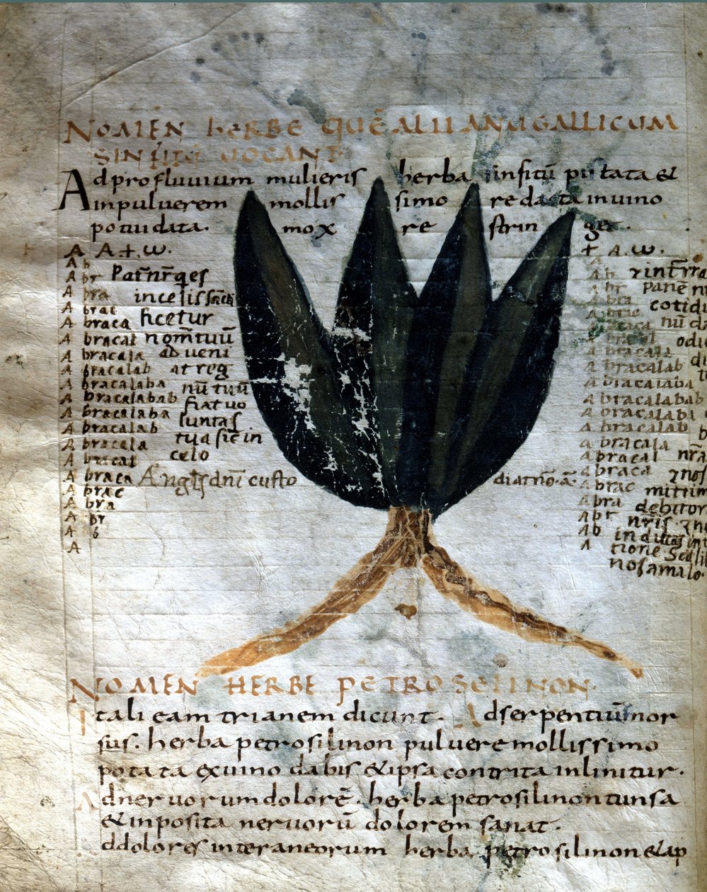 صفحة من مخطوطة Apuleius (Apuleius) (حوالي 125 - حوالي 180) ، "محطات الطاقة" ، "القرن الثامن أو التاسع. مكتبة حكومة لوكا. بواسطة فنان غير معروف