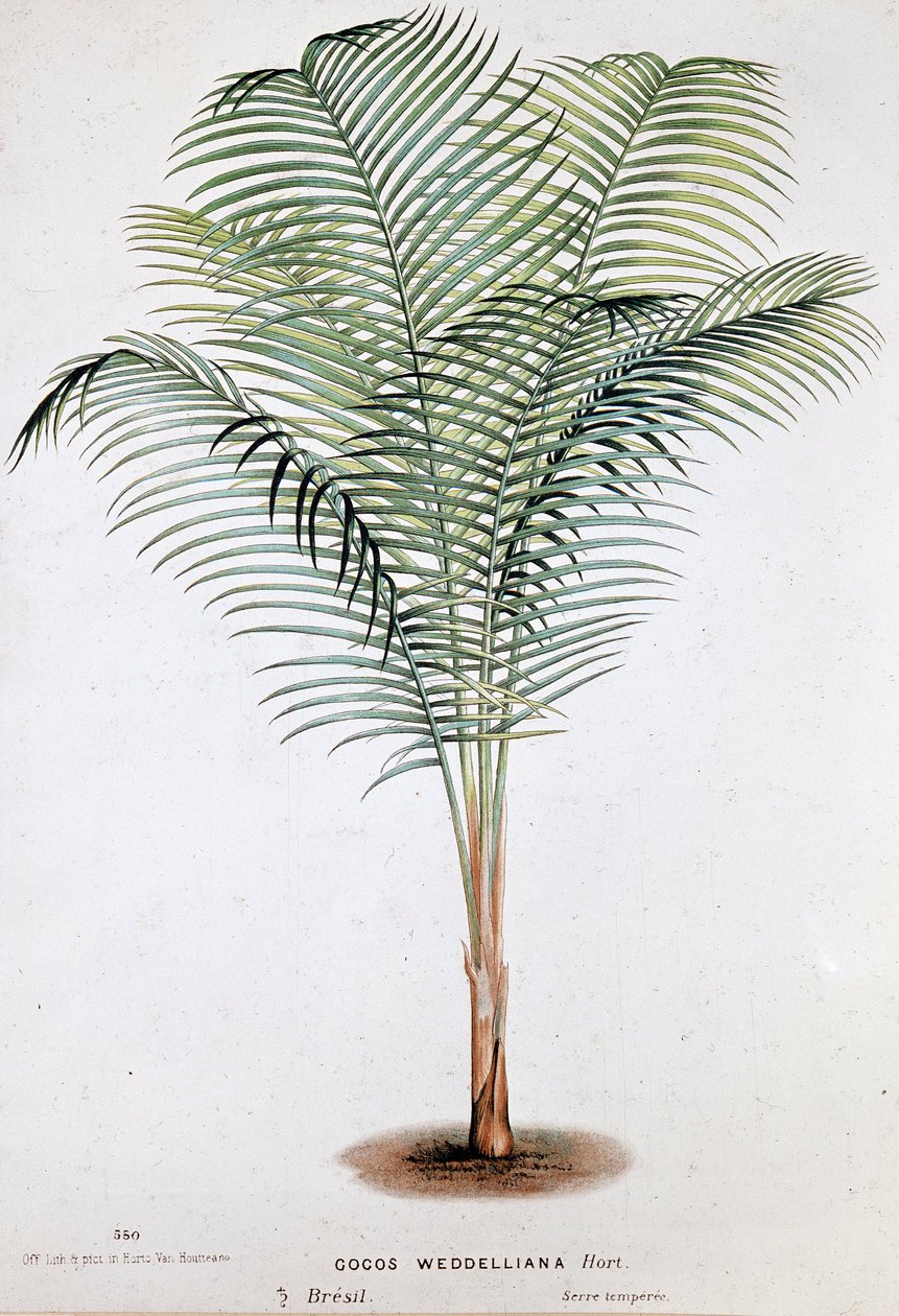 Palm Cocos Weddelliana (البرازيل) - لوحة نباتية بواسطة فنان غير معروف