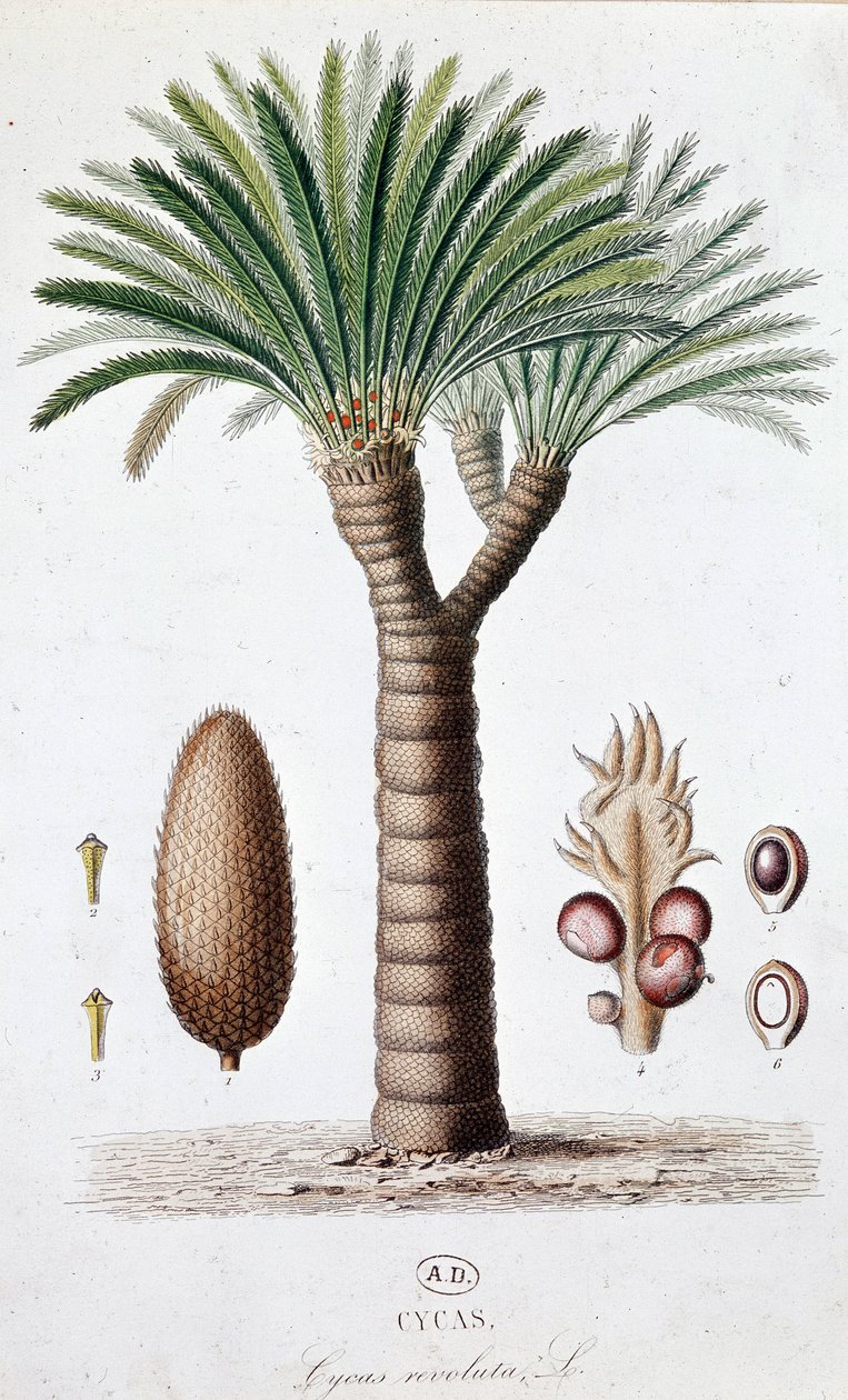 Palm Cycas Revoluta - لوح نباتي بواسطة فنان غير معروف