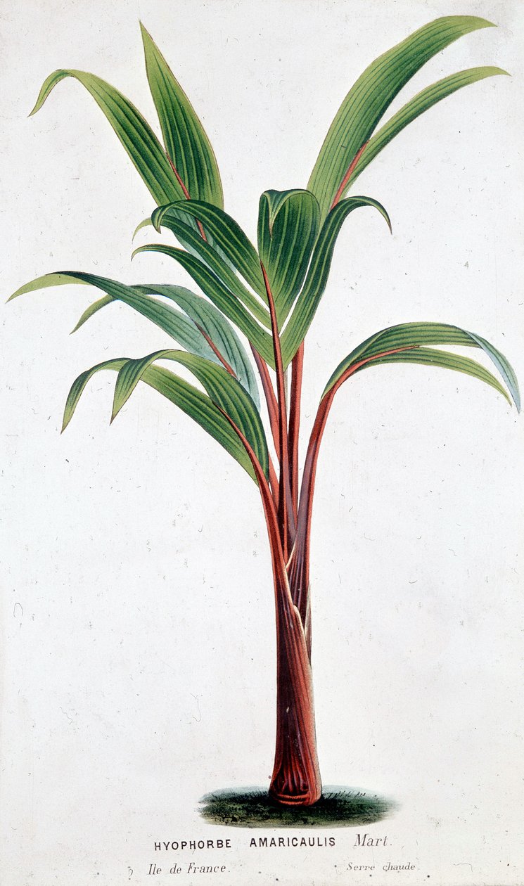 Palm Hyophorbe Amaricaulis (موريشيوس) - لوح نباتي بواسطة فنان غير معروف