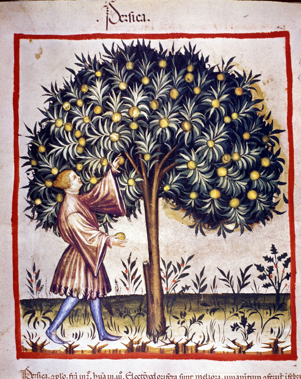 قطف الصيد. الإضاءة من حلب الطب وعلم التغذية "" Tacuinum sanitatis "" بواسطة فنان غير معروف