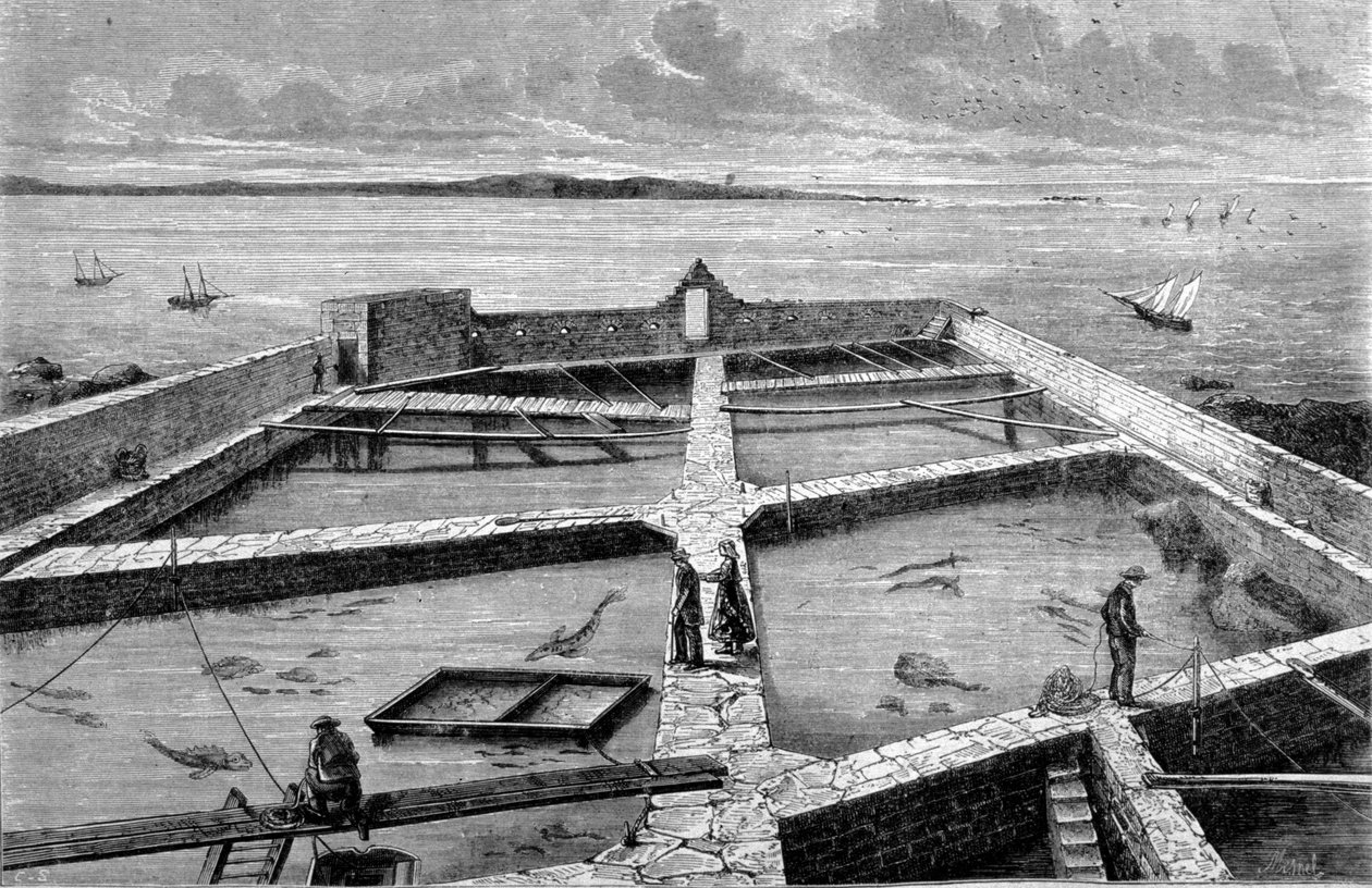 تربية الأسماك في كونكارنو. نقش من عام 1860. بواسطة فنان غير معروف