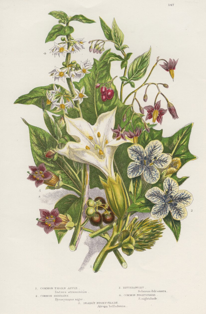 النباتات السامة. بالإضافة إلى الأسود السام أو الباذنجان السام (Solanum nigrum) أعلى اليسار ، و Woody Nightshade أو Bittersweet (Solanum dulcarama) أعلى اليمين ، هناك أكثر خطورة من الباذنجان القاتل (Atropa belladonna) أسفل اليسار ، والذي يحتوي على بواسطة فنان غير معروف