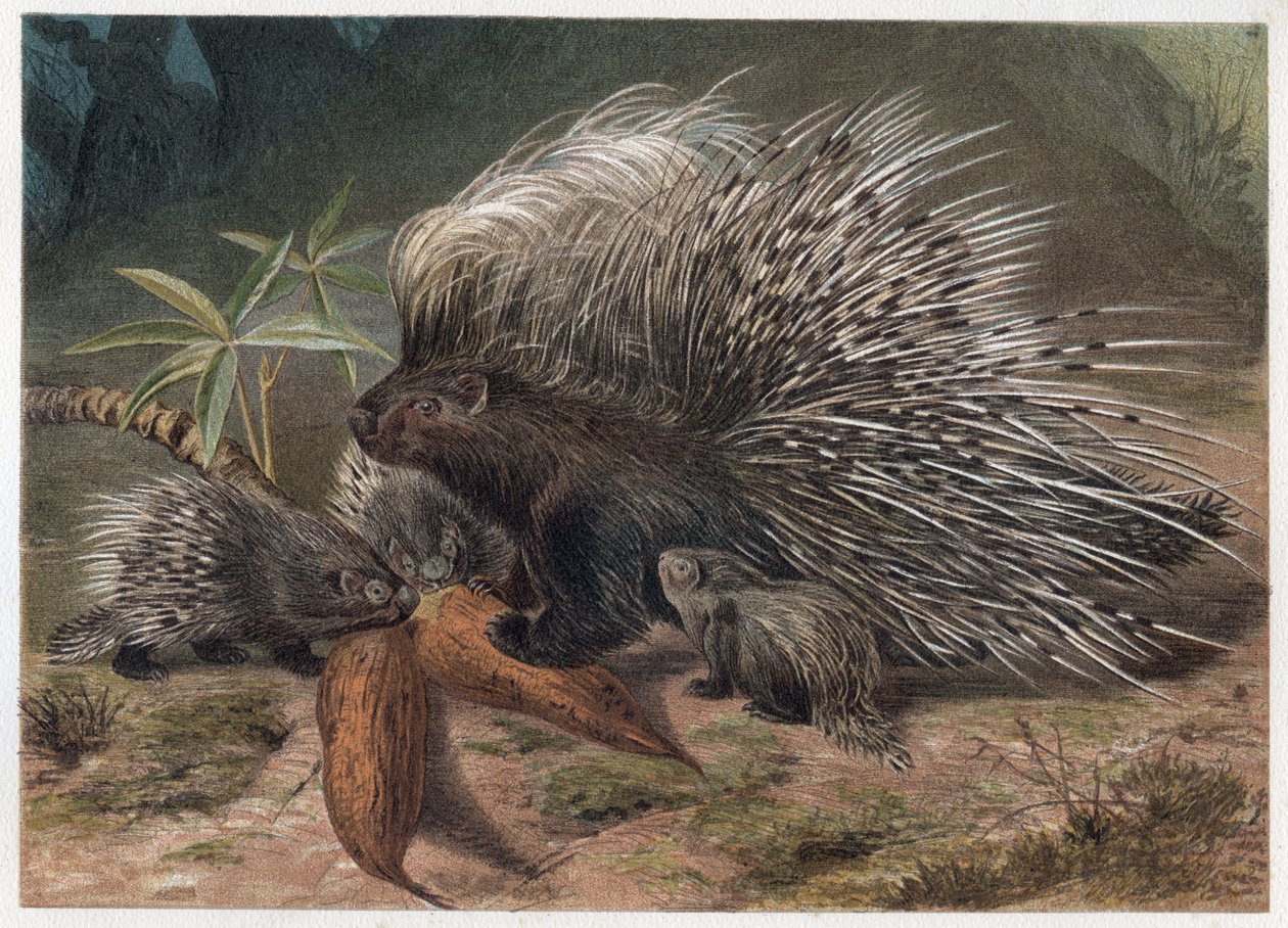 ملحمة لحم الخنزير (porc-epic) - النيص المتوج (Hystrix cristata) - نقش من "" Brehm's Life of Animals "" لألفريد إدموند بريهم (1829-1884) بواسطة فنان غير معروف