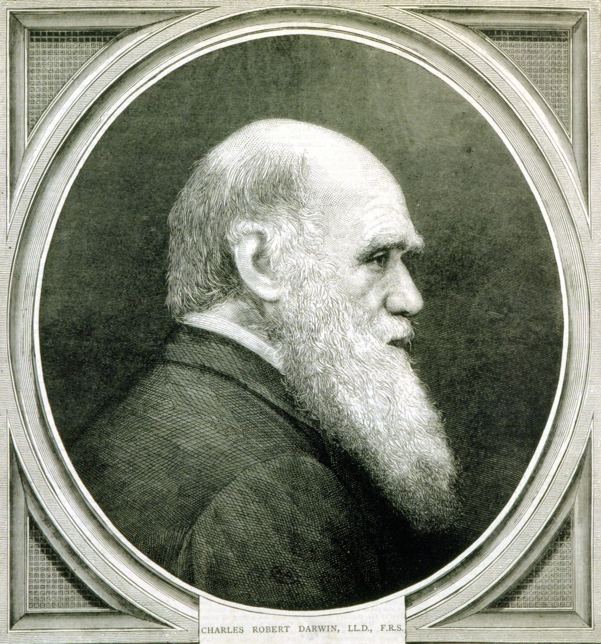 صورة تشارلز داروين (1809-1882) بواسطة فنان غير معروف