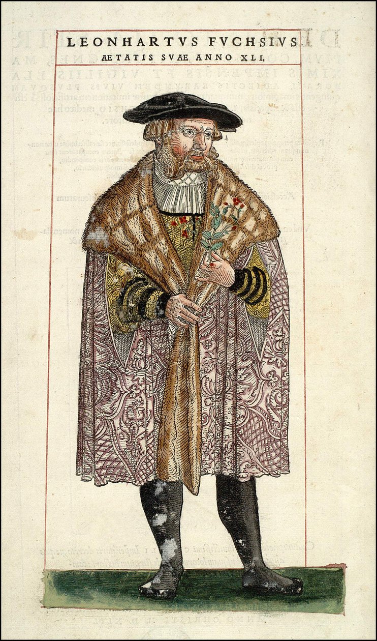 Portrait Leonhart Fuchs: عالم نبات - طبيب ألماني (1501 - 1566) - "" شارات تعليق تاريخ النباتات ، ... "بواسطة Leonhart Fuchs بواسطة فنان غير معروف