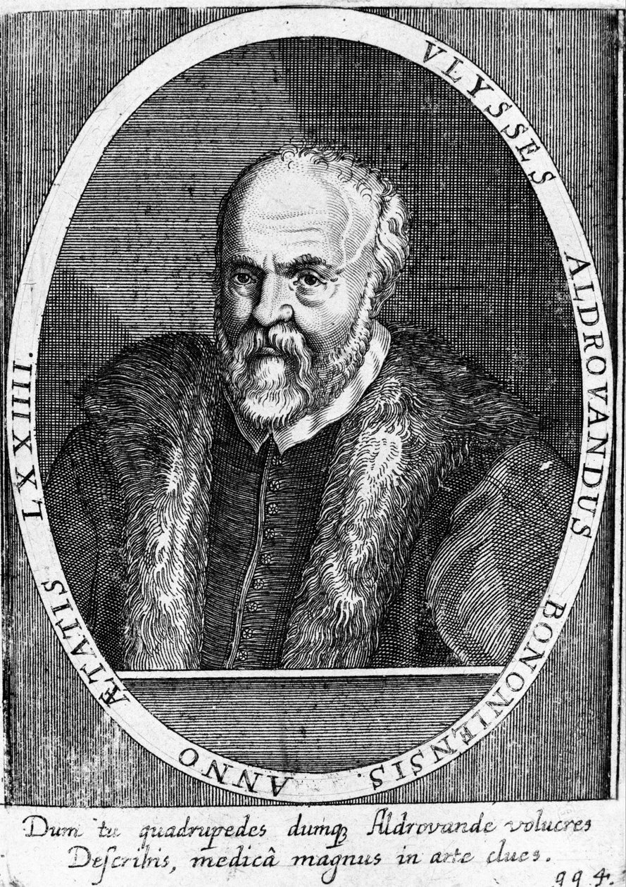 صورة لأوليسي ألدروفاندي (1522 - 1605؟). بواسطة فنان غير معروف