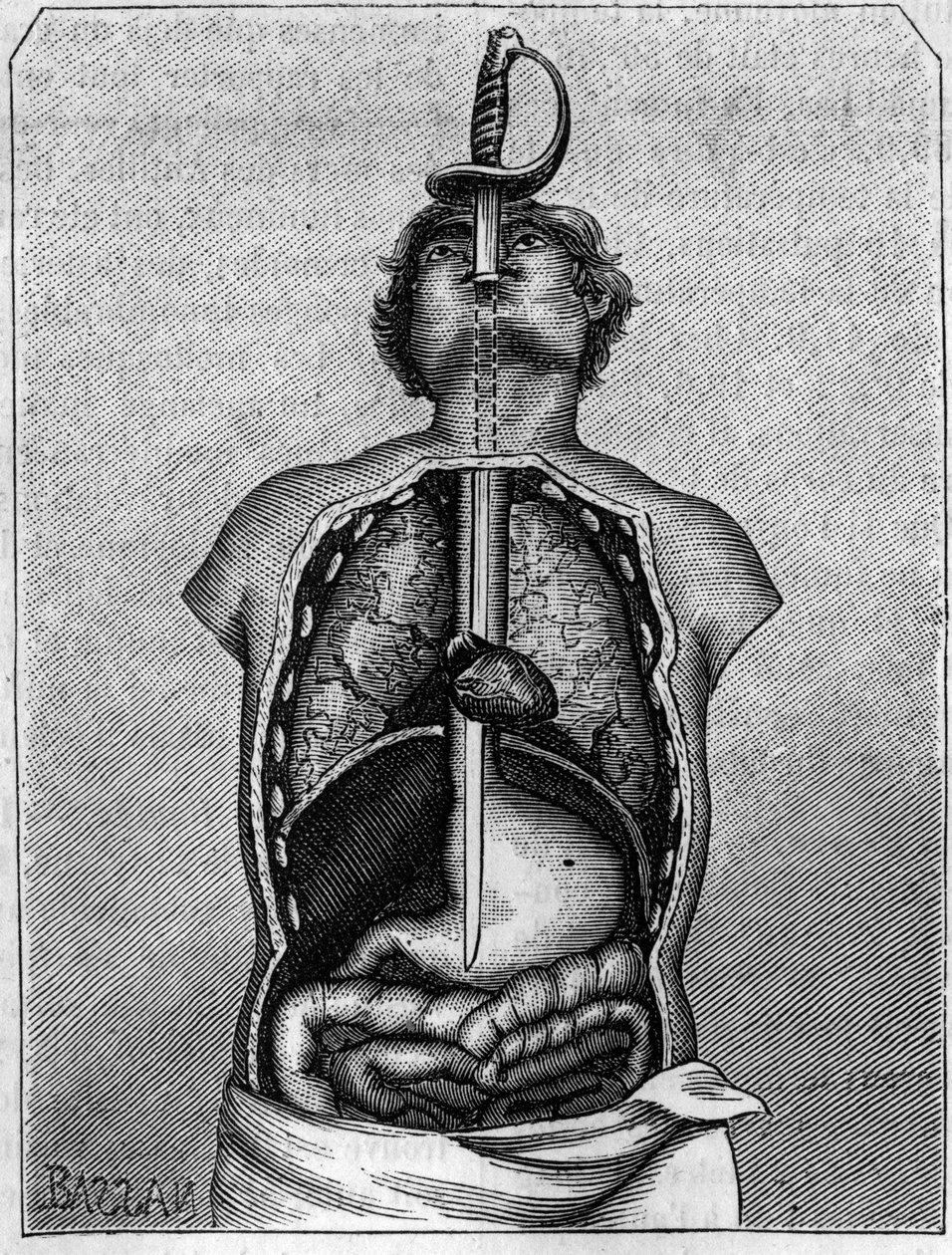 الموضع الذي تشغله النصل في جسم السنونو. نقش في "" La Nature: revue des sciences et de leurs applications aux arts et a l'industrie "" بتاريخ 21 يوليو 1883. بواسطة فنان غير معروف