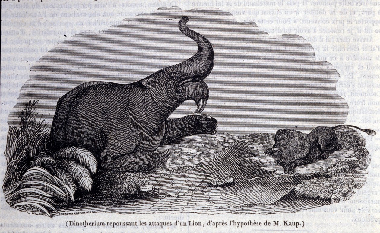 عصور ما قبل التاريخ: تمثيل Dinotherium ، نوع من pachyderm ، صد هجوم الأسد. نقش القرن التاسع عشر بواسطة فنان غير معروف
