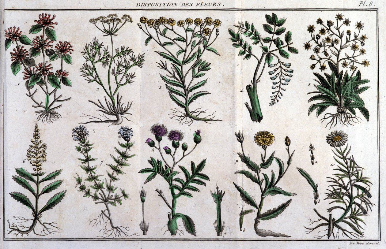 أحكام الزهور: في "" Flora Françoise ، أو وصف موجز لجميع النباتات التي تنمو بشكل طبيعي في فرنسا ، مرتبة وفقًا لطريقة تحليل جديدة نرفق بها اقتباس مزاياها الأقل غموضًا في الطب وفائدتها بواسطة فنان غير معروف