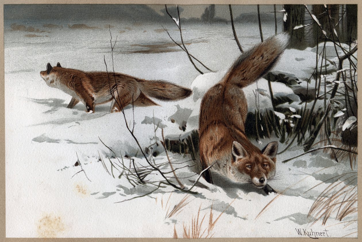 الثعلب الأحمر - الثعلب الأحمر (Vulpes vulpes) - نقش من "" Brehm's Life of Animals "" لألفريد إدموند بريهم (1829-1884) بواسطة فنان غير معروف
