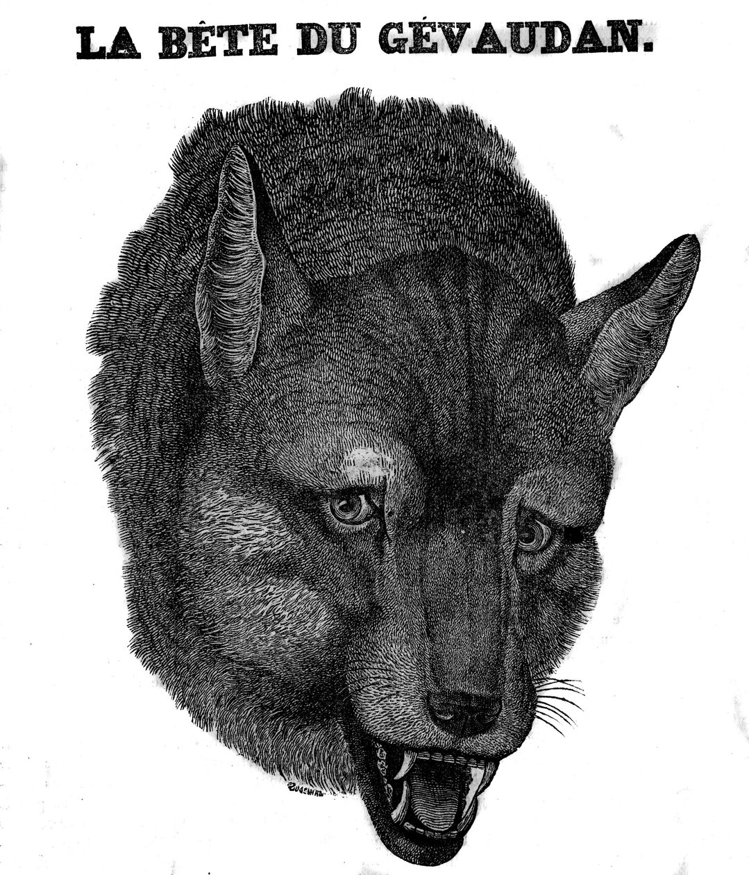 تمثيل Bete du Gevaudan. بواسطة فنان غير معروف