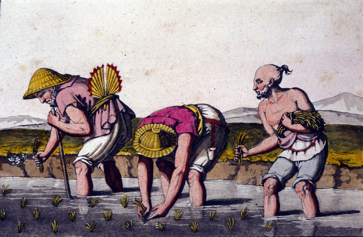 زراعة الأرز في الصين. طباعة القرن التاسع عشر. بواسطة فنان غير معروف