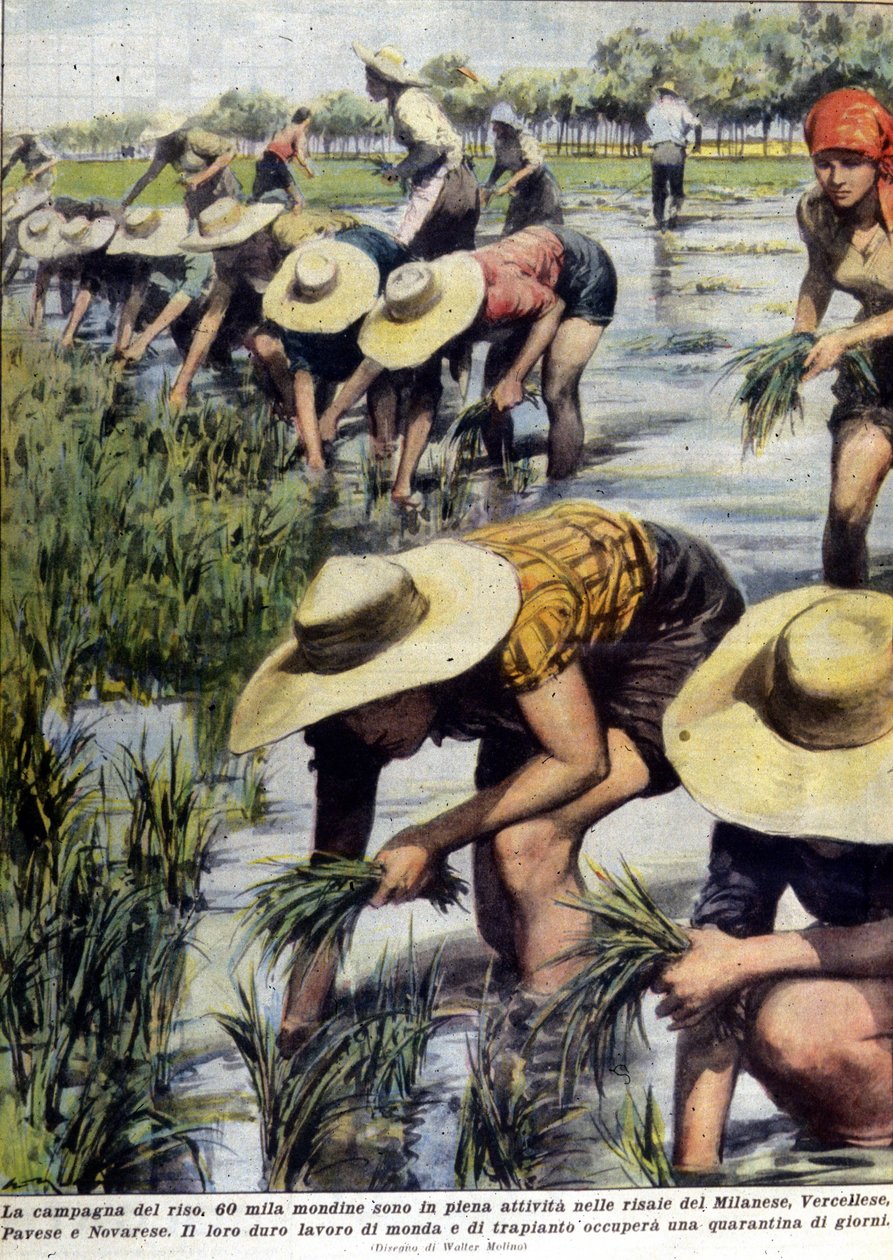 إعادة زراعة الأرز بالقرب من ميلانو عام 1954. بواسطة فنان غير معروف