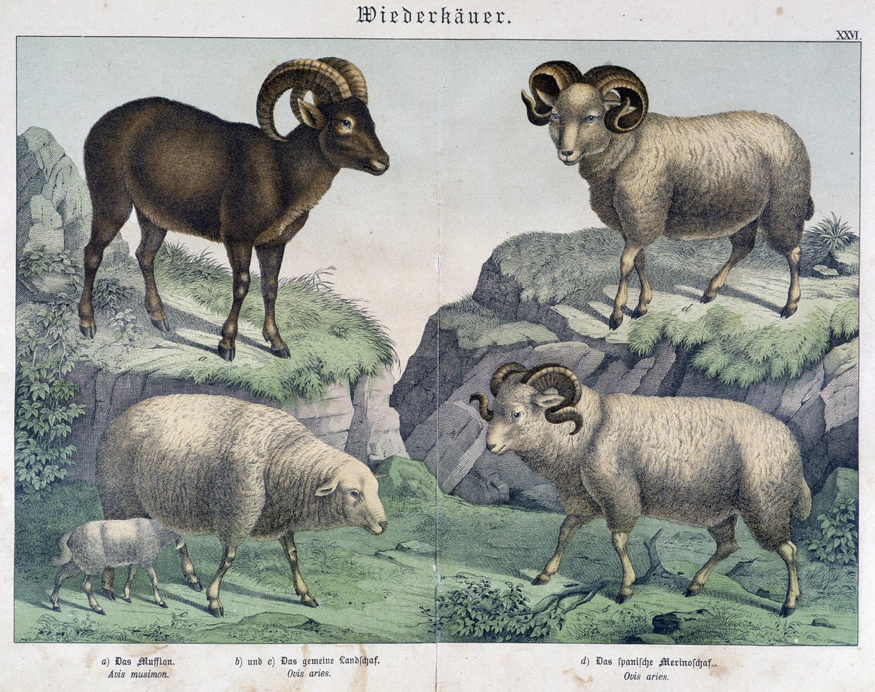 الأغنام: الأغنام ، الكبش ، الوعل - في "" Histoires naturelles des mammals "" ، أد. شرايبر بواسطة فنان غير معروف
