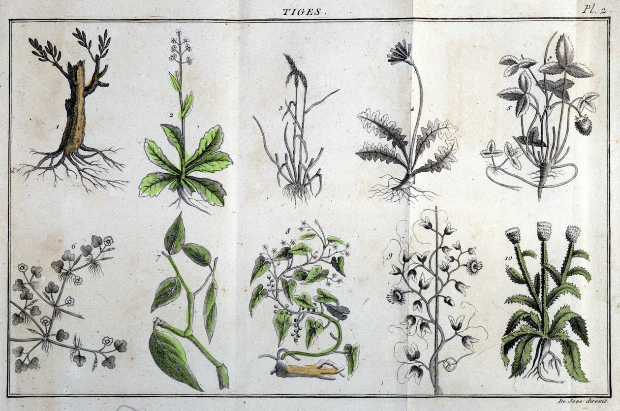 ينبع: في "" Flora Françoise ، أو وصف موجز لجميع النباتات التي تنمو بشكل طبيعي في فرنسا ، مرتبة وفقًا لطريقة جديدة للتحليل يتم من خلالها اقتباس أقل مزاياها التباسًا في الطب وفائدتها في الفنون "" ي بواسطة فنان غير معروف