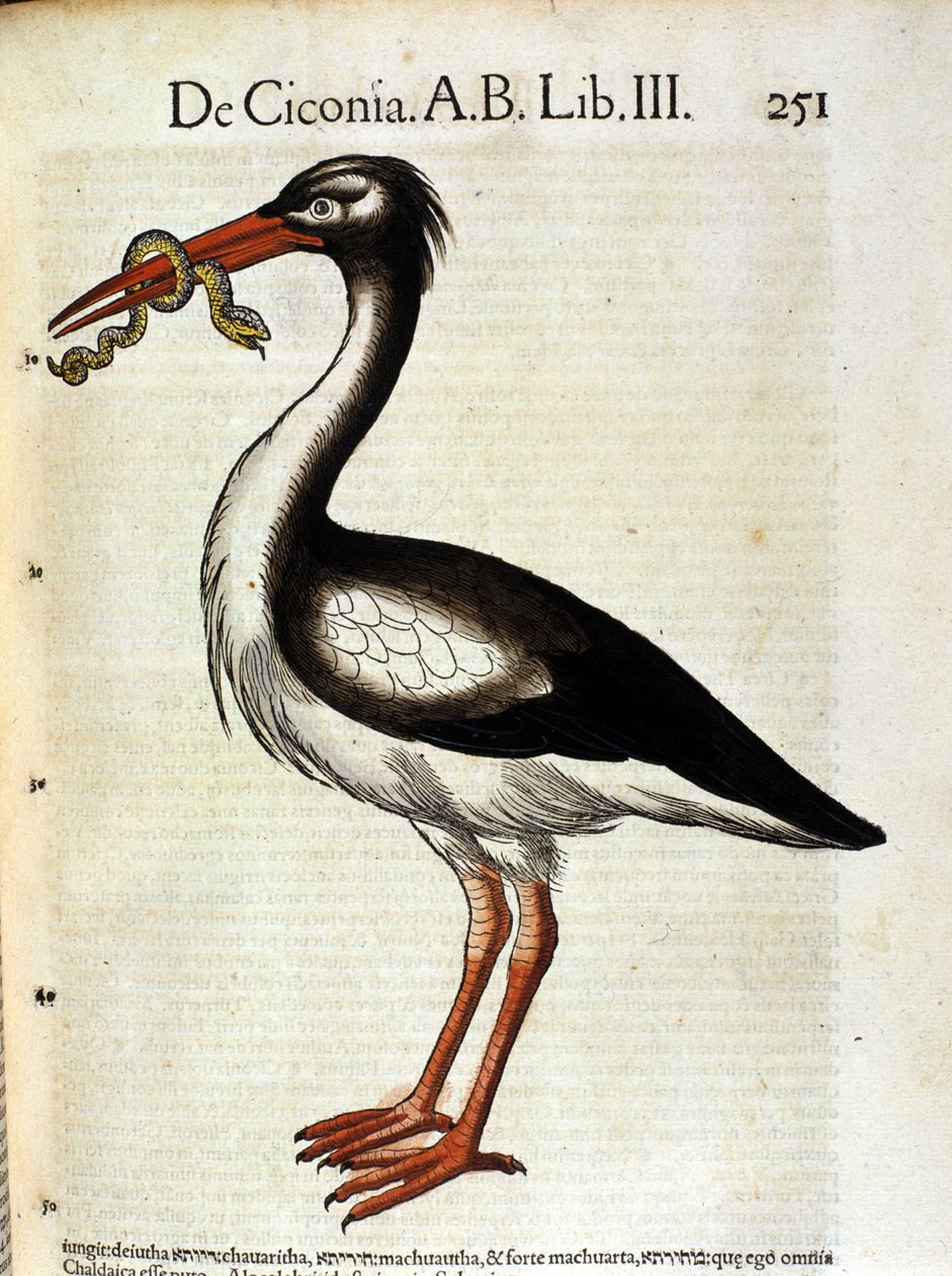 تاريخ اللقلق بعد الحيوان Conrad Gesner ، زيورخ 1560. الموقع Nazionale Braidense. ميلان بواسطة فنان غير معروف