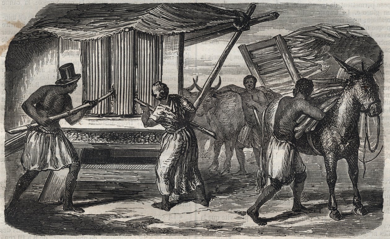 تصنيع السكر: مطحنة قصب السكر في مصنع سكر في جزر الهند الغربية. نقش من 1859. بواسطة فنان غير معروف