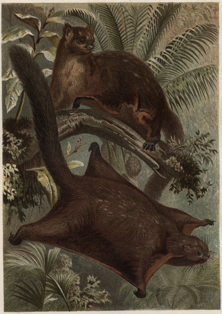 تاجوان (السنجاب الطائر) (عائلة Sciuridae) - السنجاب (السنجاب الطائر) - نقش من "" حياة الحيوانات بريهم "" للفريد إدموند بريهم (1829-1884) بواسطة فنان غير معروف