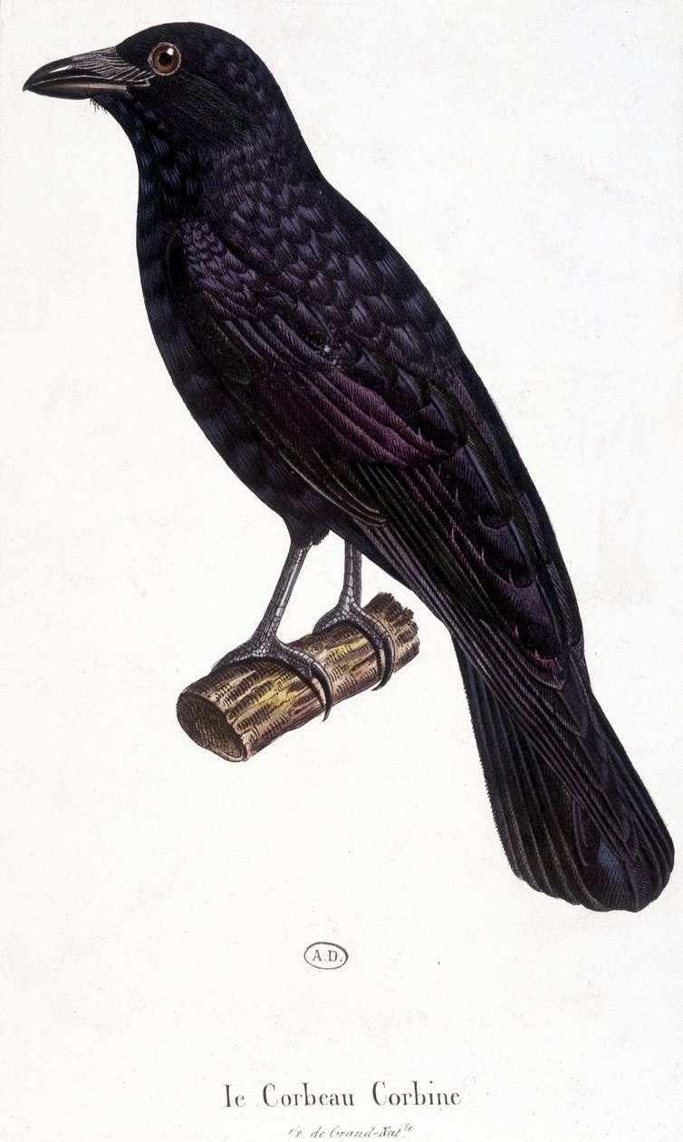 The Corbine Raven - لوحة التاريخ الطبيعي بواسطة فنان غير معروف