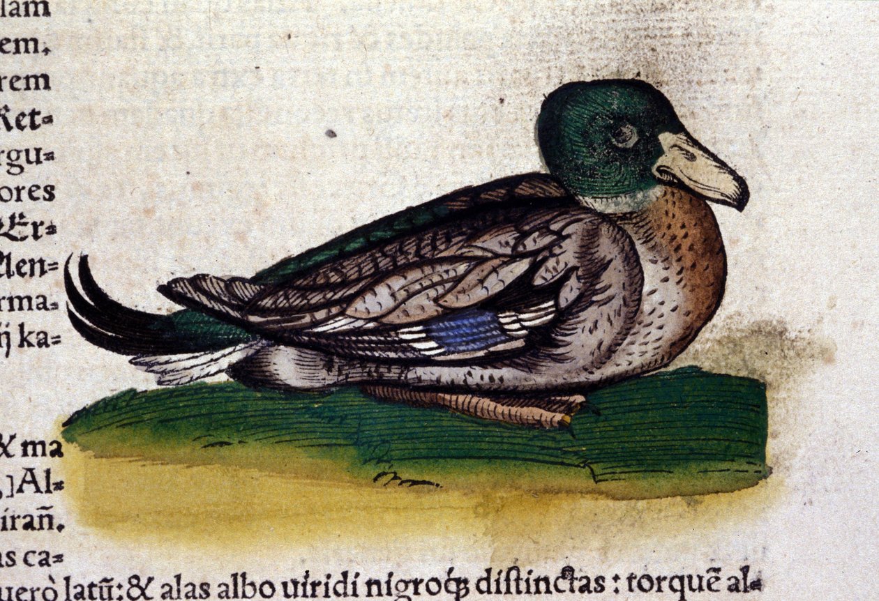 هارلم في تاريخ الحيوانات بقلم كونراد جيسنر (1516-1565) زيورخ بواسطة فنان غير معروف