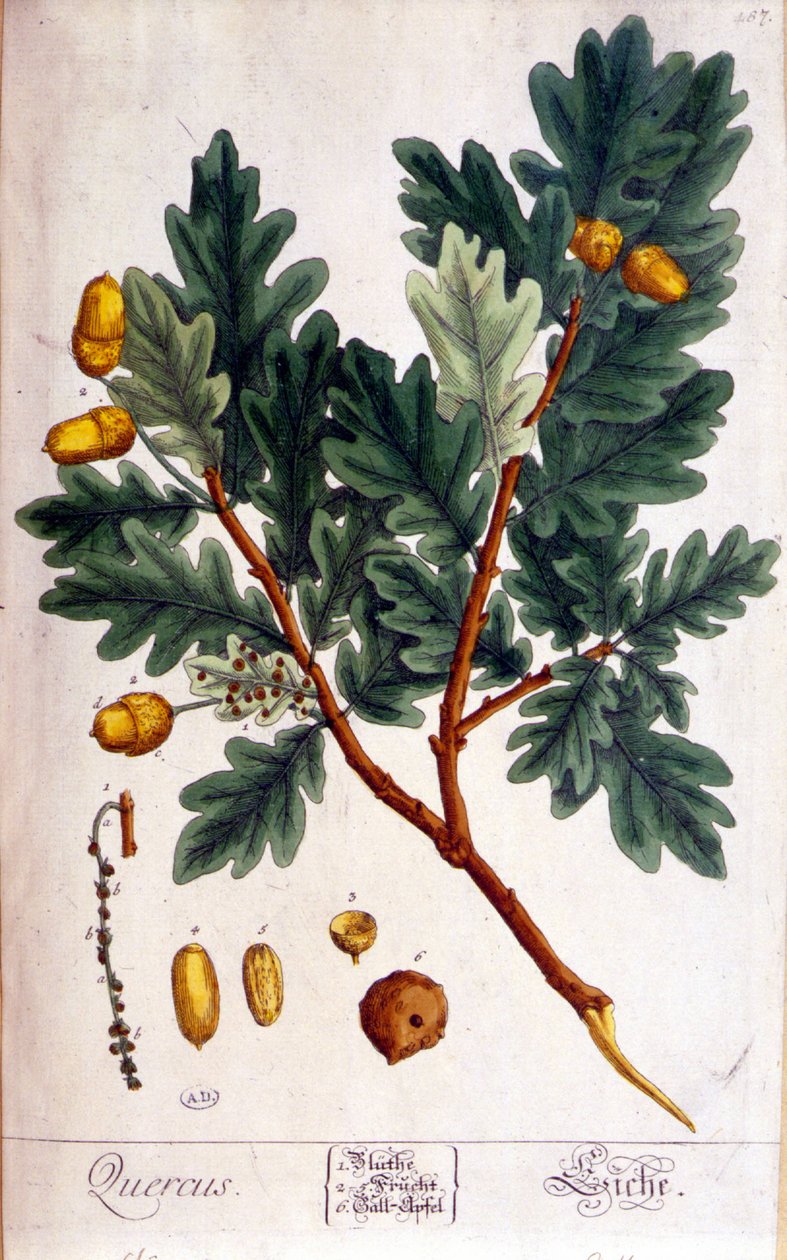 البلوط (Quercus) - لوح نباتي بواسطة فنان غير معروف