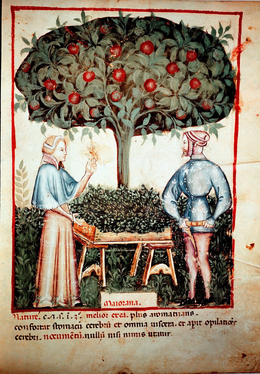 مجموعة منور البردقوش من حلب الطب وعلم التغذية "Tacuinum sanitatis" بعد حلب الدواء "" كتابتقيم الصحة "لابن بطلان بواسطة فنان غير معروف