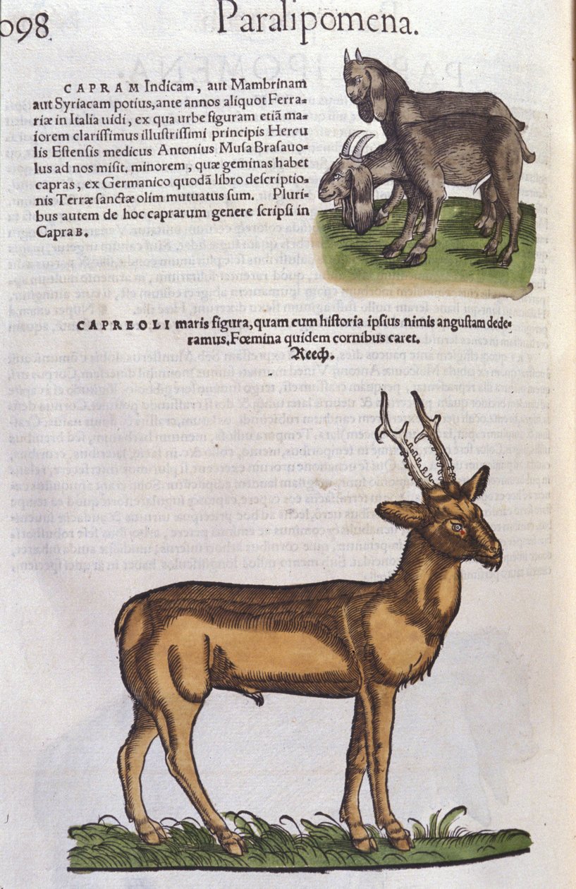 الغزال في تاريخ الحيوانات لكونراد جيسنر (1516-1565) زيورخ بواسطة فنان غير معروف