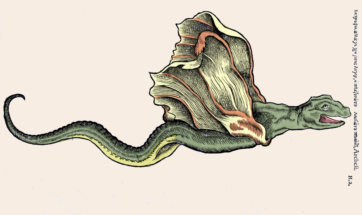 التنين الطائر Amphiptere (Amphithere or Amphitere or Amphipthere) نقش في Historia Animalium بواسطة Conrad Gesner (1516-1565) ، تيغوري بواسطة فنان غير معروف