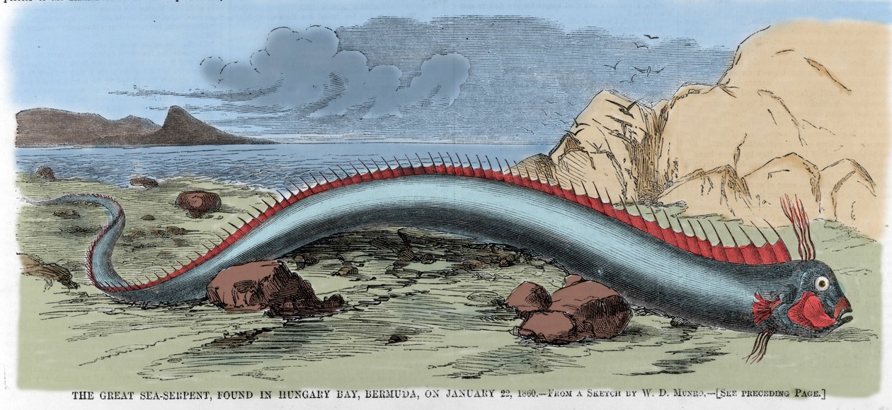 تم العثور على ثعبان البحر الكبير في خليج المجر في برمودا في 22/1/1860. رسم توضيحي من "" Harper