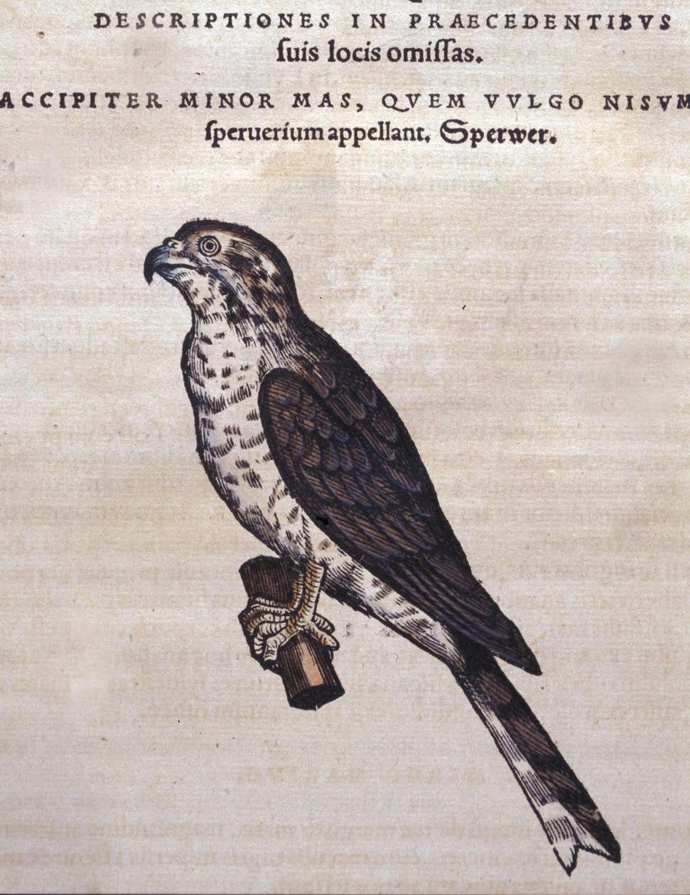 الصقر بعد الحيوانات تاريخ كونراد جيسنر ، زيورخ 1560. الموقع Nazionale Braidense. ميلان بواسطة فنان غير معروف