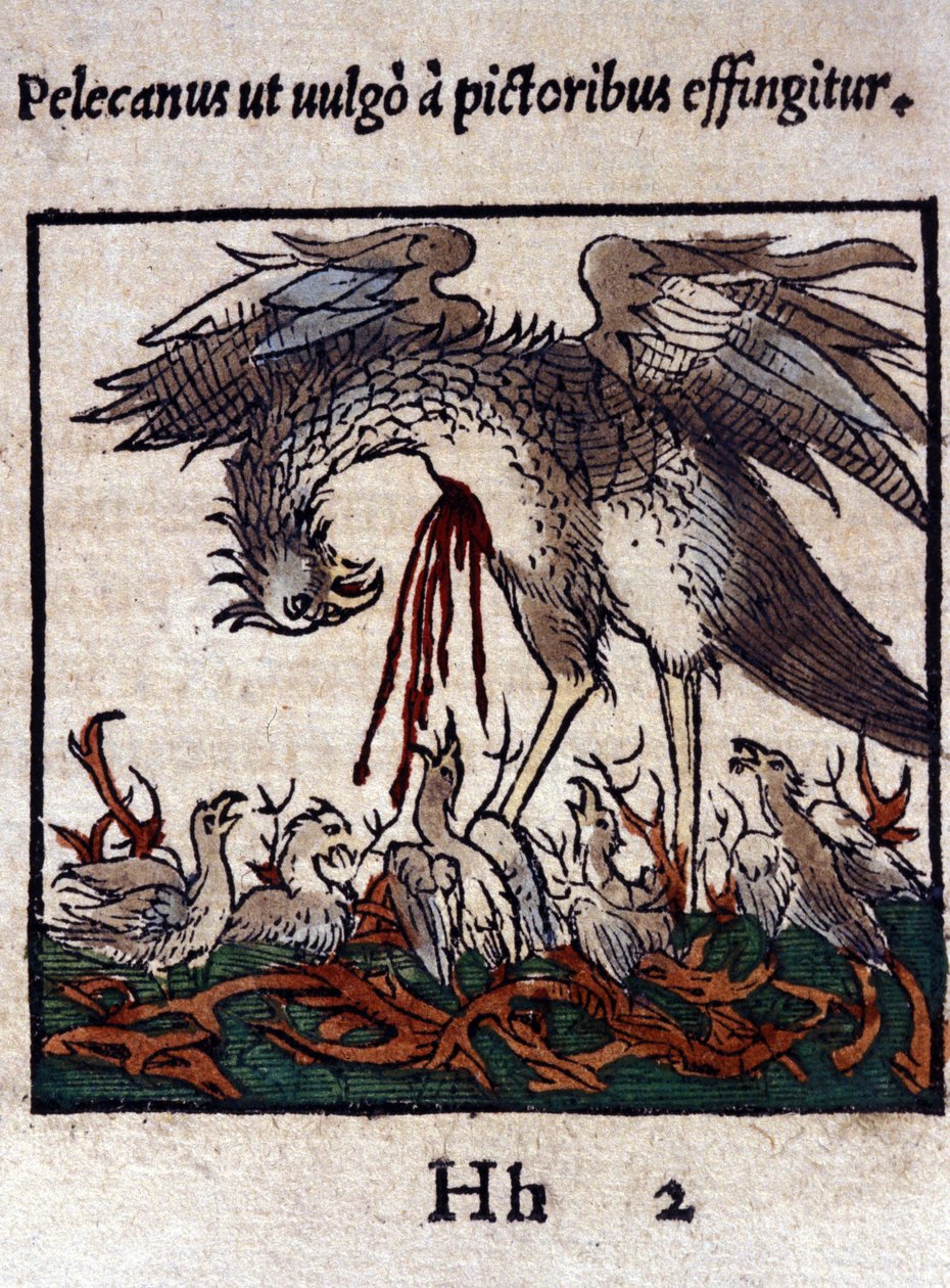 أسطورة البجع: يعطي دمه وأمعائه لإطعام صغاره. من Historiae animalium بواسطة كونراد جيسنر ، تيغوري بواسطة فنان غير معروف