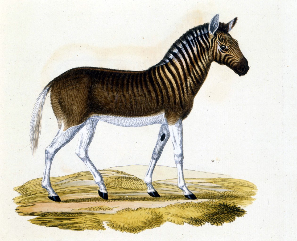 اختفى حيوان quagga (couagga) حوالي عام 1870: كان حيوانًا ثدييًا قريبًا من الحصان والحمار الوحشي مع خطوط على خط العنق والرأس. نقش من نهاية القرن التاسع عشر. بواسطة فنان غير معروف