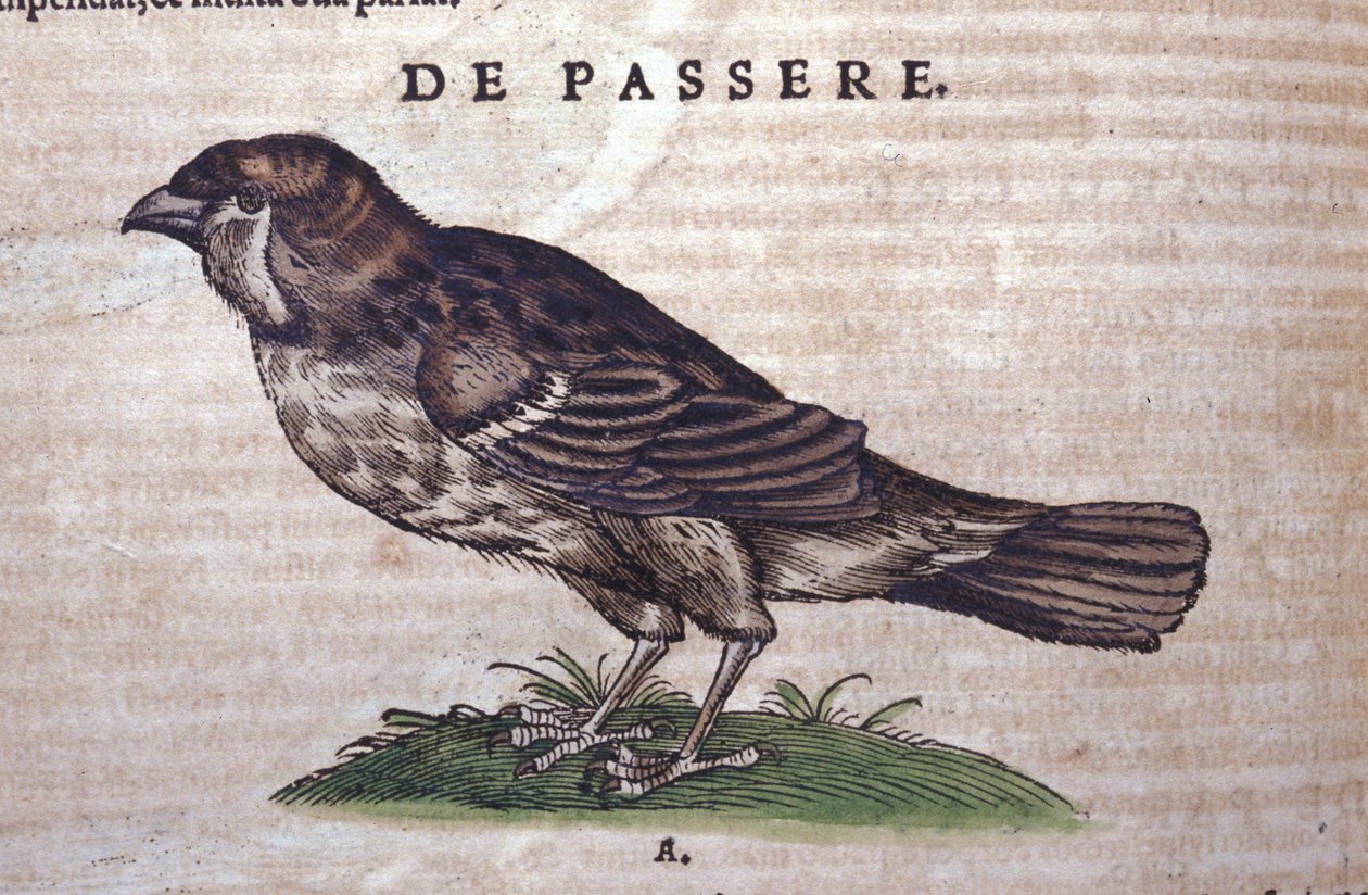 العصفور في تاريخ الحيوانات لكونراد جيسنر (1516-1565) زيورخ بواسطة فنان غير معروف