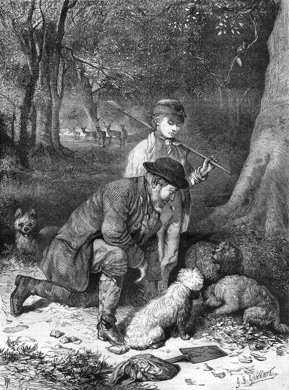 الكمأ: نقش من عام 1870. بواسطة فنان غير معروف