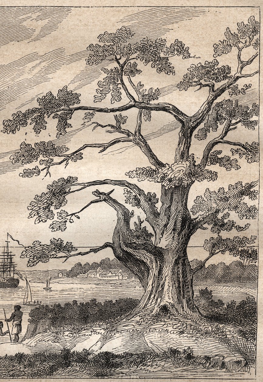 الرحلة الثالثة (1776-1779) للكابتن جيمس كوك (1728-1779): شجرة لاحظ كوك تحتها مرور كوكب الزهرة - رسم توضيحي مأخوذ من "البحارة العظماء في القرن الثامن عشر" بواسطة فنان غير معروف