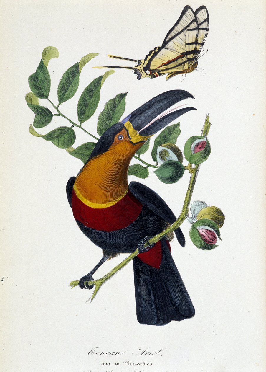 Toucan Ariel on a Muscadier and Butterfly Protesilas - in “” Le jardin des plantes: complete historical and picturesque description of the natural history museum”” by Lamaout, Paris 1843 بواسطة فنان غير معروف
