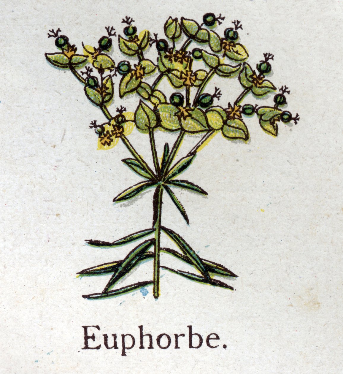 نباتات نباتية وريدية: Euphorbo. نقش في "" الدواء الطبيعي "، بقلم فريدريش إدوارد بيلز (1842-1922) بواسطة فنان غير معروف