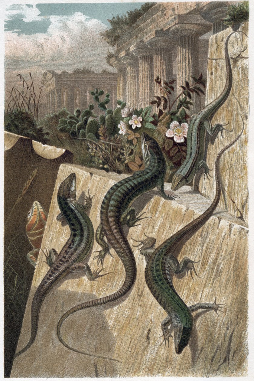 سحلية الجدار - سحلية الجدار الشائعة (Podarcis Muralis) - نقش من "" Brehm's Life of Animals "" لألفريد إدموند بريهم (1829-1884) بواسطة فنان غير معروف