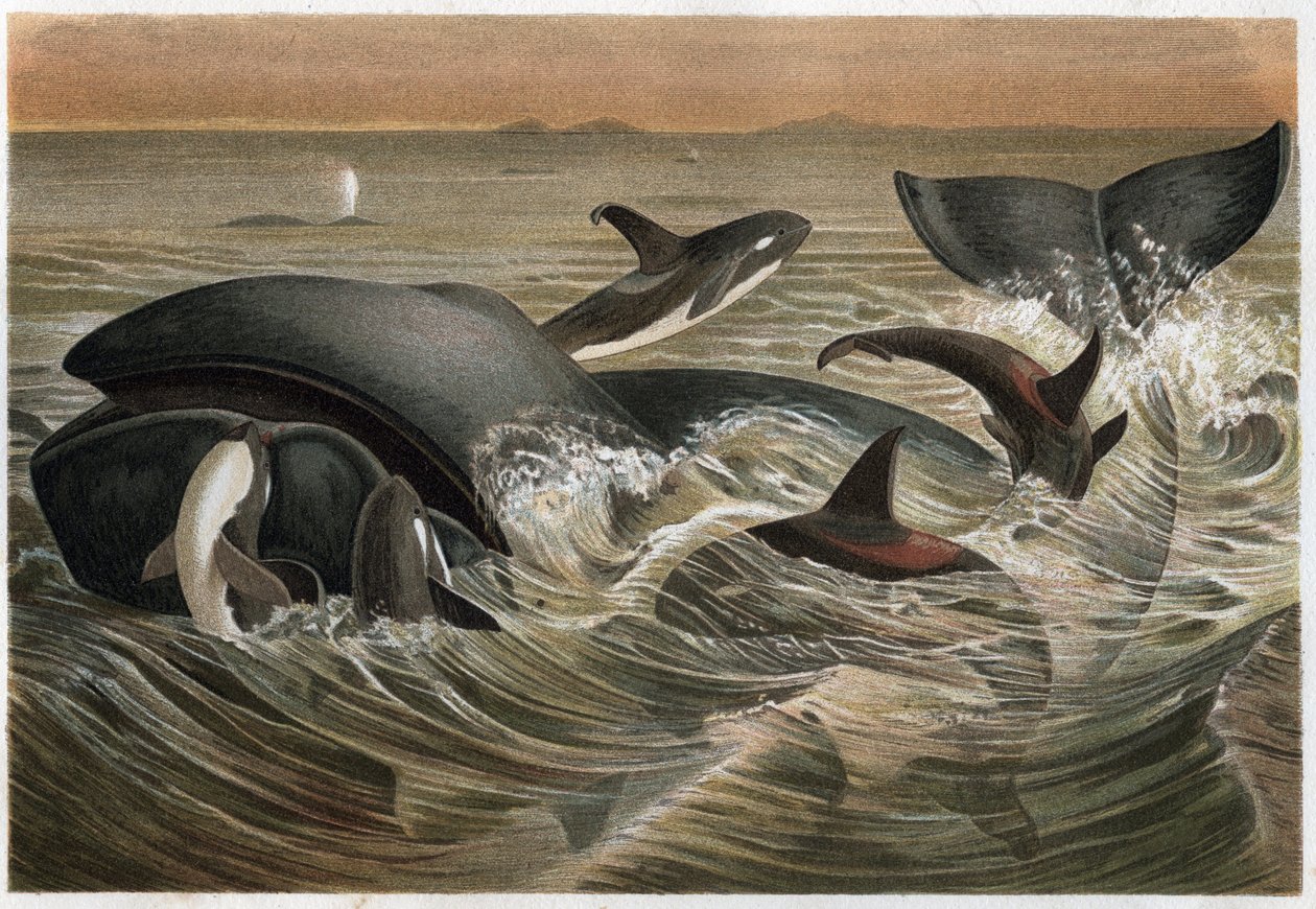 الحوت والحوت - الحوت والأورك (Orcinus orca) - نقش من "" Brehm's Life of Animals "" لألفريد إدموند بريهم (1829-1884) بواسطة فنان غير معروف