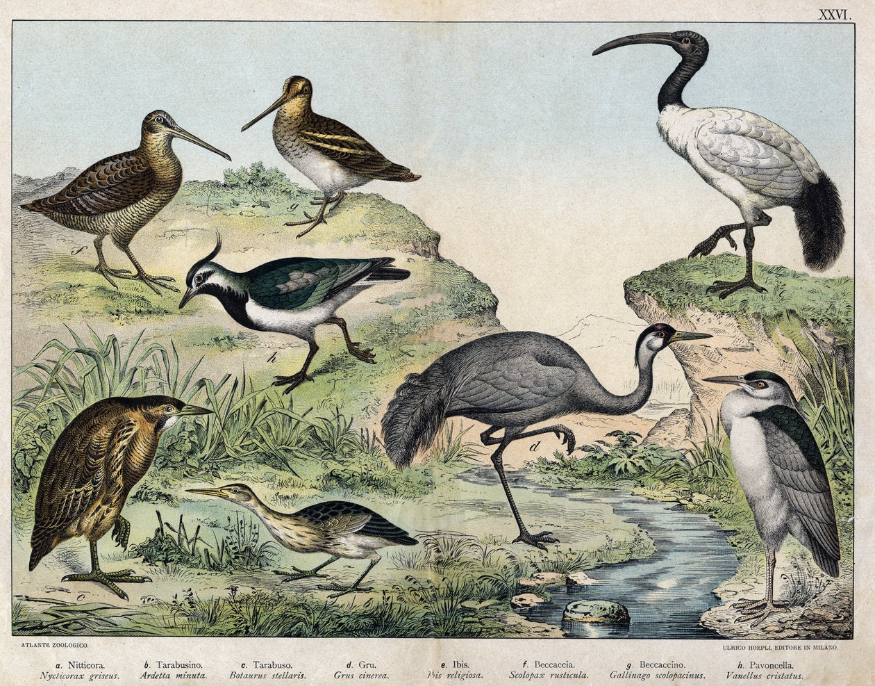 a: القطيع الأسود (Nycticorax griseus) ، b: Starry-bird (Ardetta minuta) ، c: Butorcendré (Botaurus stellaris) ، d: Buttercrane (Grus cinerea) ، e: أبو منجل المقدس (Ibis Religiousiosa) ، f: Becasse (Scolopax rusticula) ، g: Marsh (Gallinago) ، h: Vaneau Com بواسطة فنان غير معروف